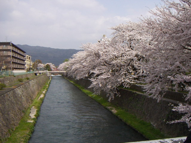 sakura10