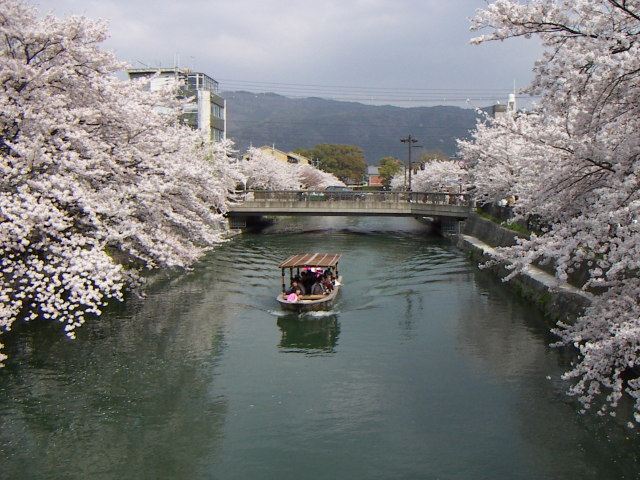 sakura1