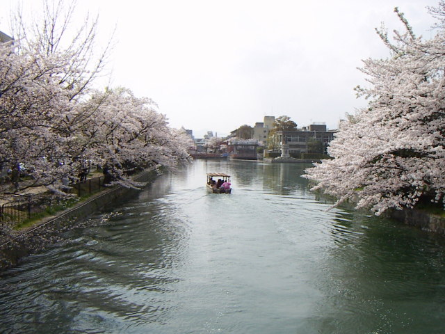 sakura2