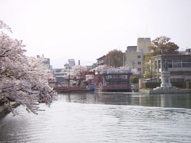 sakura3