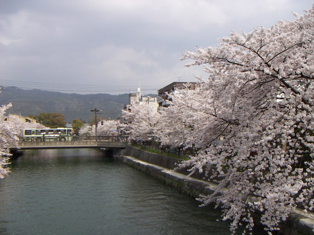 sakura4
