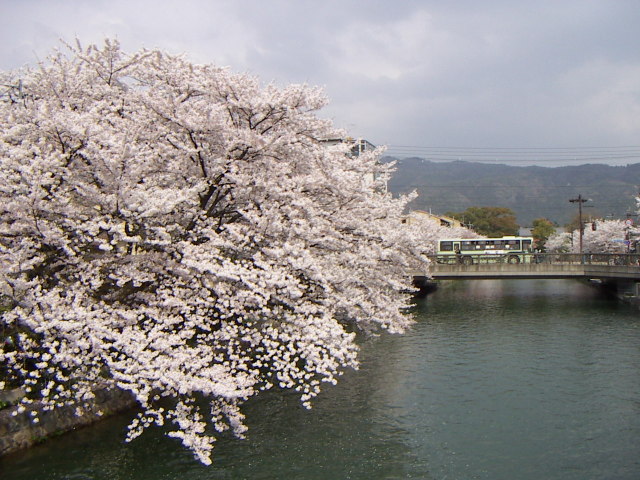 sakura5