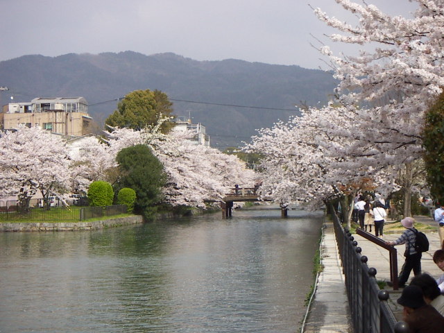 sakura6