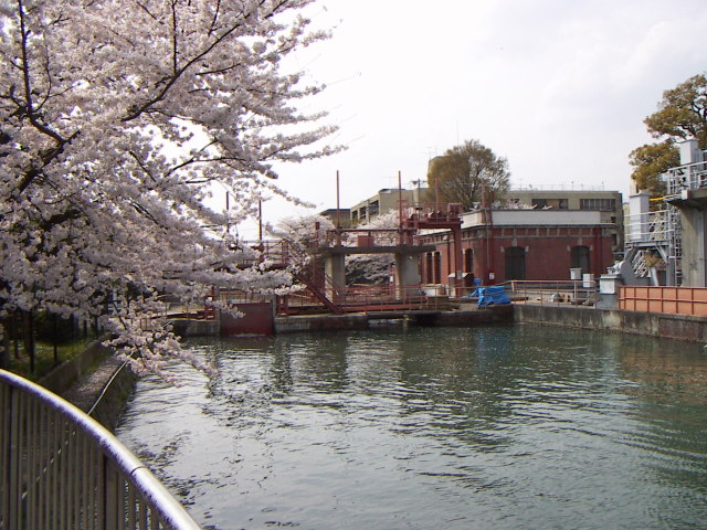 sakura7