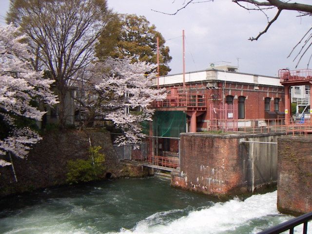 sakura8