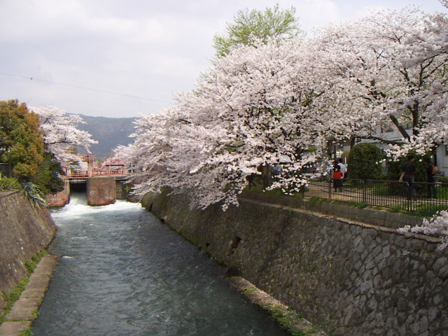 sakura9